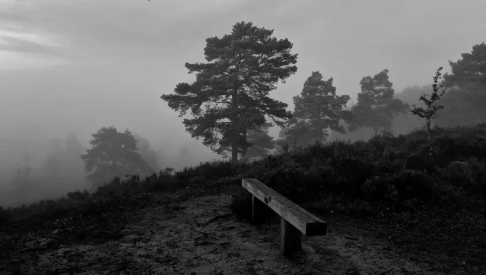 common bipolar medications and their uses - Black & white trees and bench over the misty morning Common